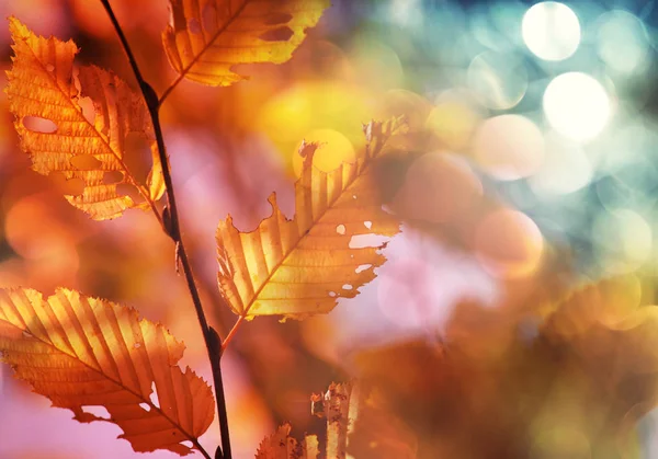 多彩的黄色的叶子在秋天的季节 — 图库照片