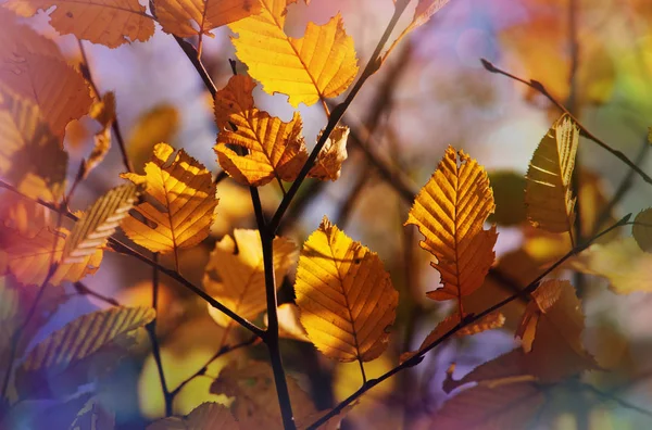 Folhas amarelas coloridas na temporada de outono — Fotografia de Stock