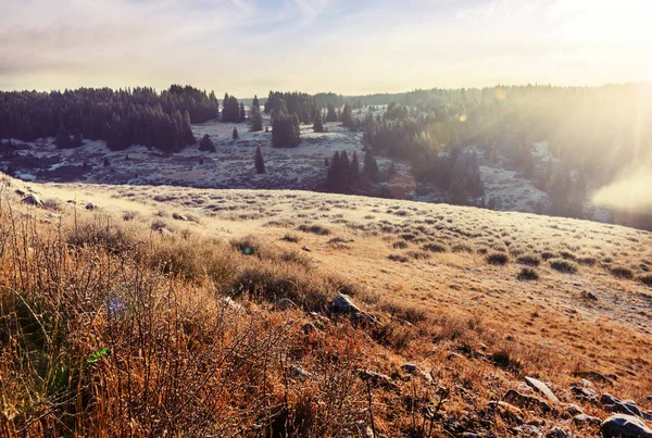 Prato soleggiato autunnale — Foto Stock