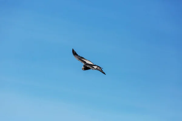Cóndor volador en el cañón del Colca —  Fotos de Stock