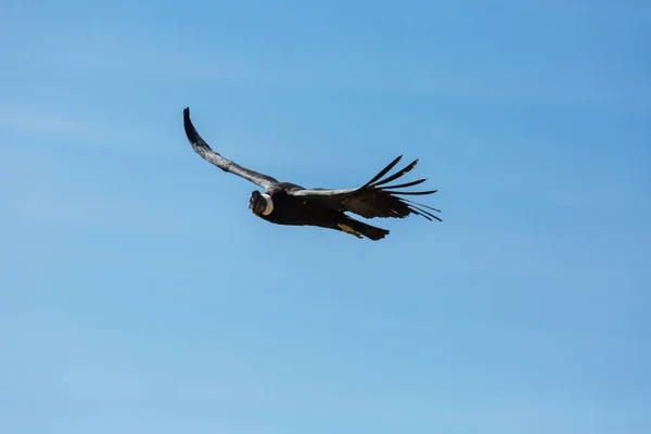 Colca Kanyonu'uçan akbaba — Stok fotoğraf