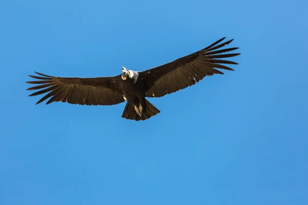 Colca Kanyonu'uçan akbaba — Stok fotoğraf