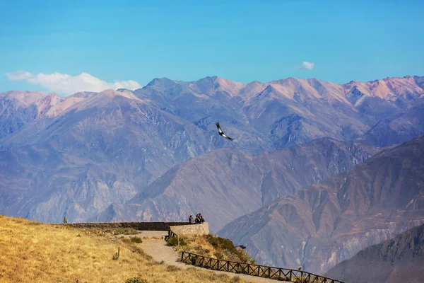 コルカ渓谷で飛んでいるコンドル — ストック写真