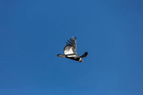 Condor volant dans le canyon de Colca — Photo