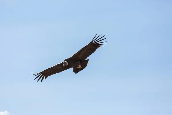 Flying condor in the Colca canyon — Stock Photo, Image