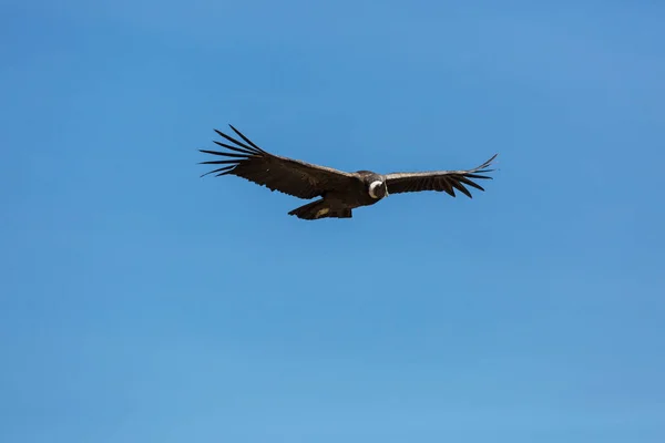 Colca Kanyonu'uçan akbaba — Stok fotoğraf