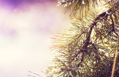 Pitoresk orman karla kaplı