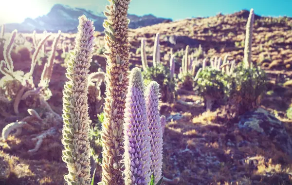Όμορφα λουλούδια στα βουνά Cordillera Huayhuash — Φωτογραφία Αρχείου
