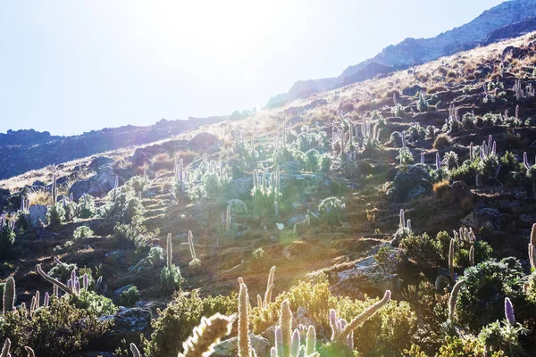 Schöne blumen in cordillera huayhuash berge — Stockfoto