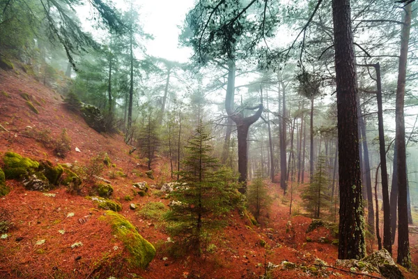 Zauberhafter Nebelwald — Stockfoto