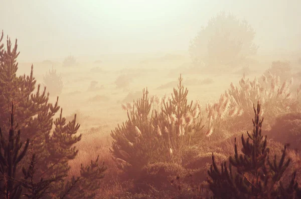 Mlhavo louka v Slunečné ráno — Stock fotografie