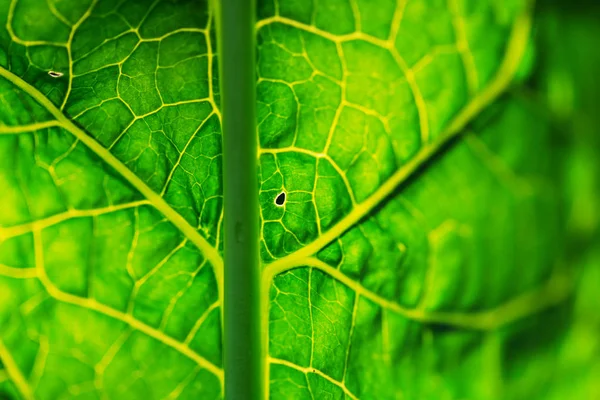 Feuille Verte Proximité Dans Jardin — Photo