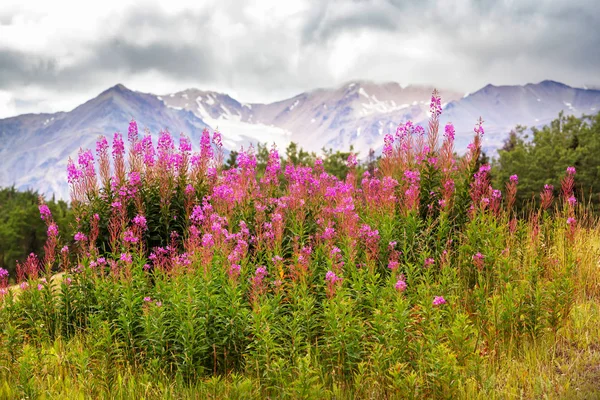 Montagne pittoresche dell'Alaska — Foto Stock