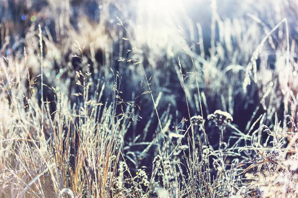 Sunny day on the meadow — Stock Photo, Image