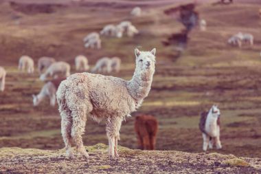 And Dağları 'nda Peru alpakası