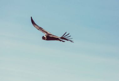 Colca Kanyonu'uçan akbaba