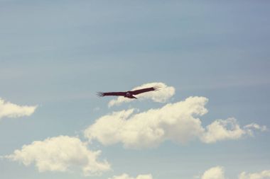 Colca Kanyonu'uçan akbaba