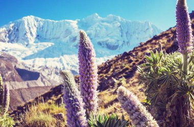 Güzel dağlarının Cordillera yükseltisidir manzarada 