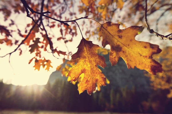 Hojas amarillas coloridas en la temporada de otoño — Foto de Stock