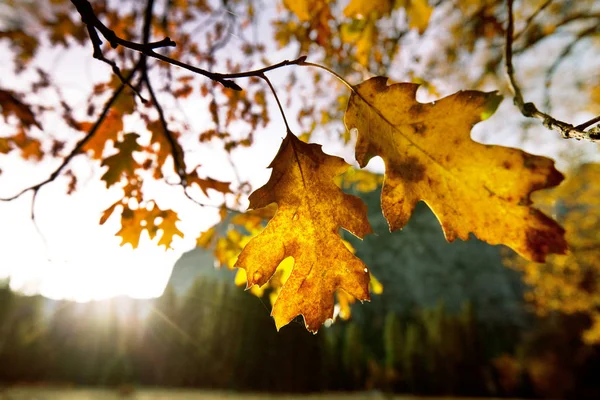 Hojas amarillas coloridas en la temporada de otoño —  Fotos de Stock