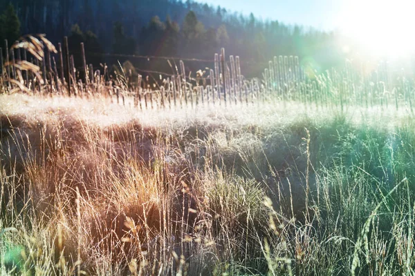 Güneşli bir sonbahar çayır — Stok fotoğraf