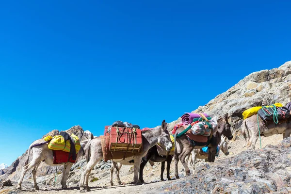 Caravane à âne en Cordiliera Huayhuash — Photo