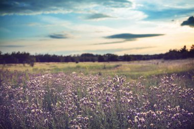 Çayırda yaz çiçekleri