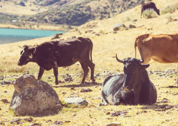 Αγελάδες Που Βόσκουν Ένα Λιβάδι Αγροτική Σκηνή — Φωτογραφία Αρχείου