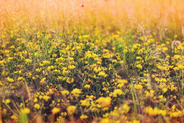 在高山草甸上的花 — 图库照片
