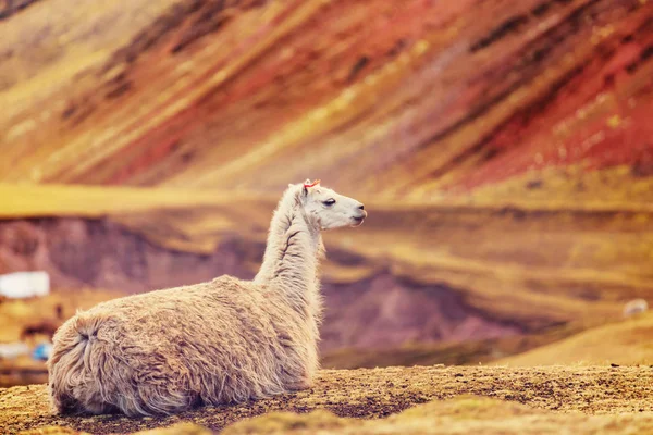 Llama in remote area of Argentina — Stock Photo, Image