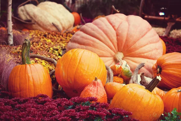 Decorative Pumpkins on farm — Stock Photo, Image