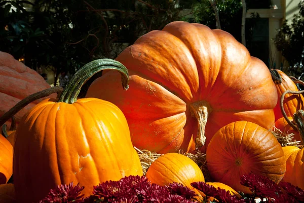 Decorative Pumpkins on farm — Stock Photo, Image