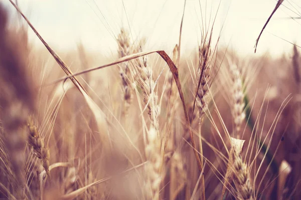 Wheat field, close up shot — Stock Photo, Image