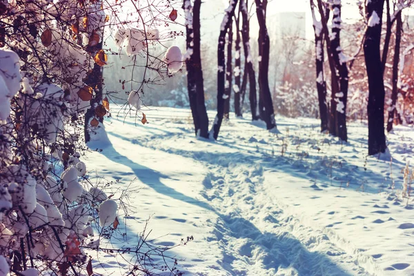 Scenic besneeuwd bos in het winterseizoen. — Stockfoto