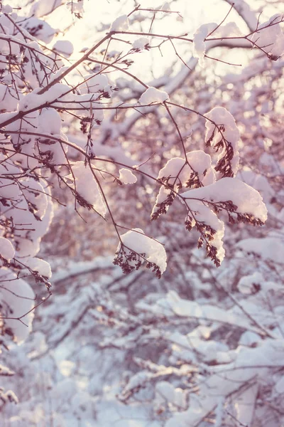 Forêt couverte de neige en hiver. — Photo