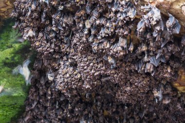 Grotto grubunda yarasalar yakın çekim 