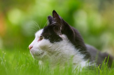 Evcil kediyi kapatın.