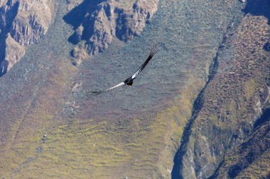 Colca Kanyonu'uçan akbaba