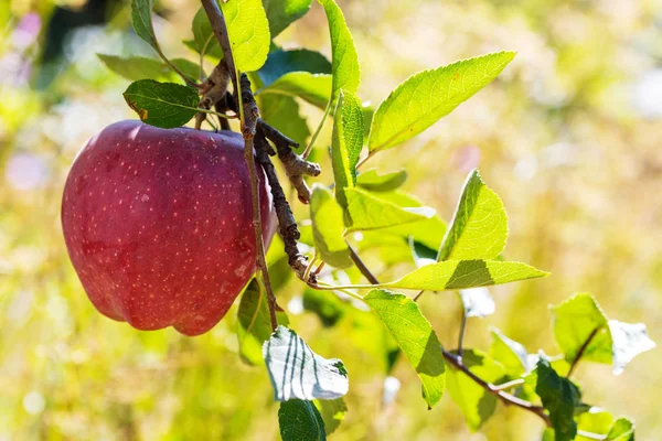 Recolta de mere roșii coapte — Fotografie, imagine de stoc