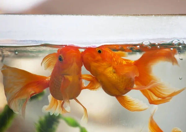 黄金の魚は水族館のクローズ アップ — ストック写真