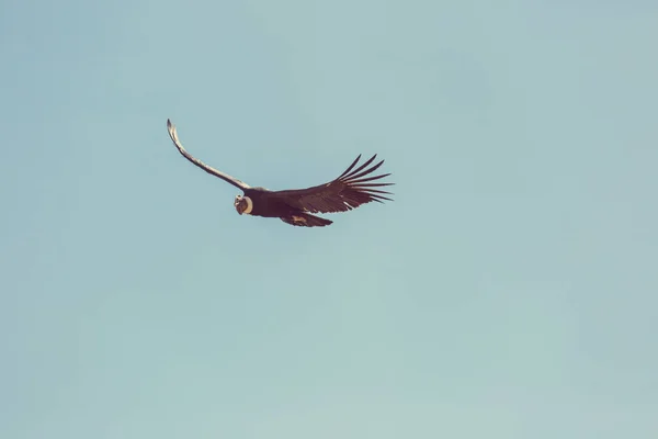 Colca Kanyonu'uçan akbaba — Stok fotoğraf