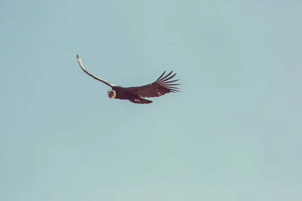 Cóndor volador en el cañón del Colca — Foto de Stock