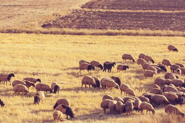 Ovelhas Montanhas Vista Panorâmica — Fotografia de Stock