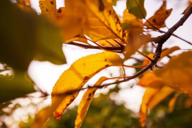 Renkli sarı yapraklar 
