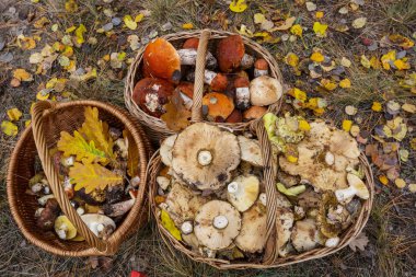 Sonbahar sezonu içinde mantar
