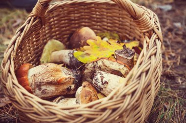 Sonbahar sezonu içinde mantar