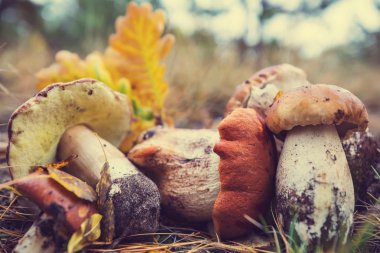 Sonbahar sezonu içinde mantar