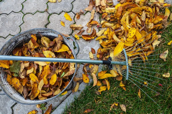 Colorful yellow leaves — Stock Photo, Image