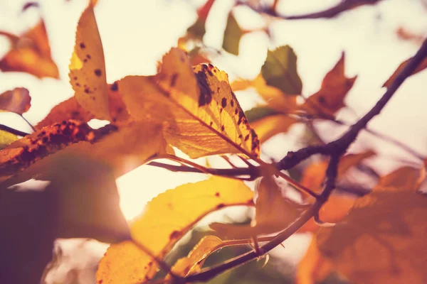 カラフルな黄色の葉 — ストック写真