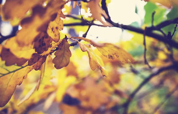 Colorful yellow leaves — Stock Photo, Image